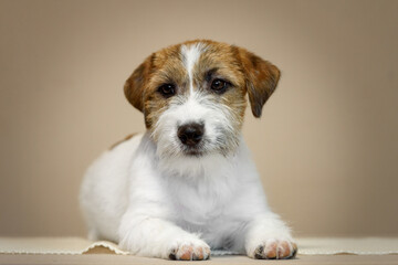Jack Russell terrier puppy on the background