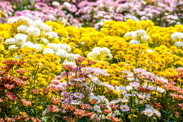 Close-up vivid multi color blossom of Chrysanthemum flower in garden. Beautiful blooming flowers fields background in spring season.