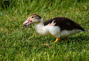 Muscovy Duck