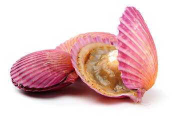 Raw scallop on white background 