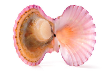 Raw scallop on white background 