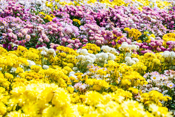 Close-up vivid multi color blossom of Chrysanthemum flower in garden. Beautiful blooming flowers fields background in spring season.