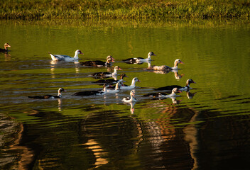 Muscovy Ducks