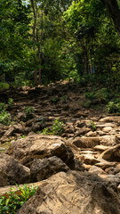 Dry Forest River