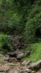 Fototapeta premium stream in the forest