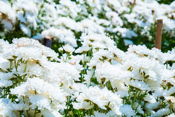 Close-up vivid multi color blossom of Chrysanthemum flower in garden. Beautiful blooming flowers...