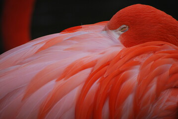 flamingo