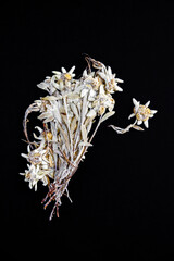 Edelweiss flower isolated on black background