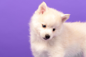 Obraz premium Husky puppy on the background