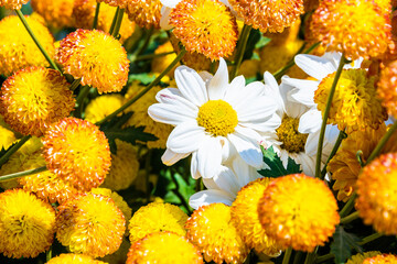 Close-up vivid multi color blossom of Chrysanthemum flower in garden. Beautiful blooming flowers...