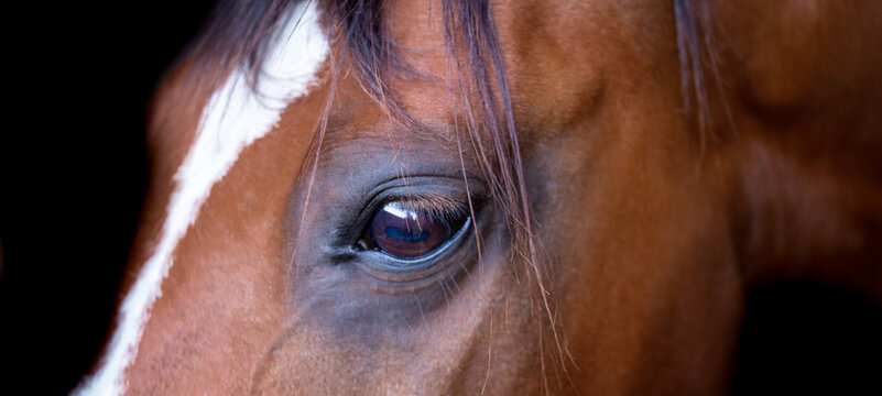 Horse Head Portrait Isolated Close Up. Beautiful Eye Of A Brown Horse On A Dark Background.