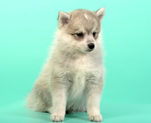 Obraz premium Husky puppy on the background