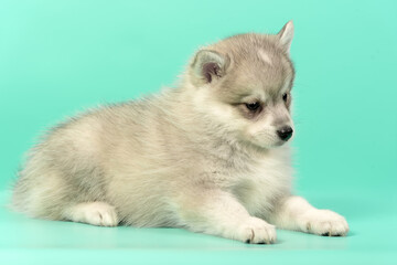 Husky puppy on the background