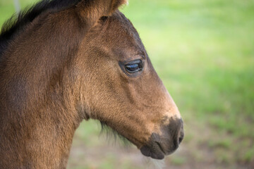 Naklejka na ściany i meble Portrait of the head of a brown foal in a meadow. A small month-old mare