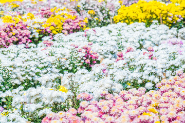 Close-up vivid multi color blossom of Chrysanthemum flower in garden. Beautiful blooming flowers fields background in spring season.