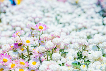 Close-up vivid multi color blossom of Chrysanthemum flower in garden. Beautiful blooming flowers...
