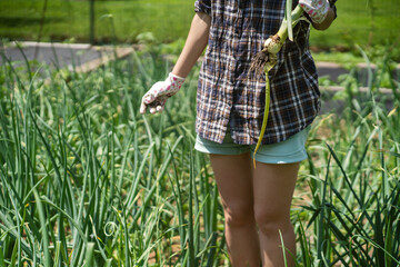 A woman grows plants, farm on a sunny day. A young girl is engaged in gardening work, pulls out onions from the garden.