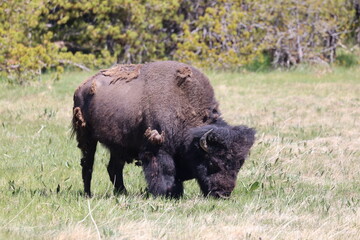 american bison in park national park, Yellowstone 