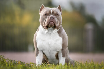 American bully in the park