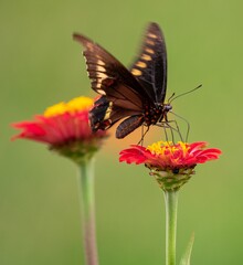 Butterfly, flower, garden
