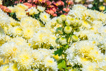 Close-up vivid multi color blossom of Chrysanthemum flower in garden. Beautiful blooming flowers...