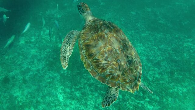 Close-Up Shot Of Turtle And Fish Swimming Underwater In Ocean - Tulum, Mexico