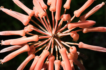 Primer plano y vista superior flor de planta Aloe en el jardín botánico de Vigo, España