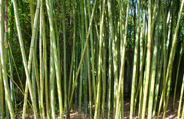 Troncos de bambú gigante de china Phyllostachys Vivax en el jardín botánico de Vigo, España