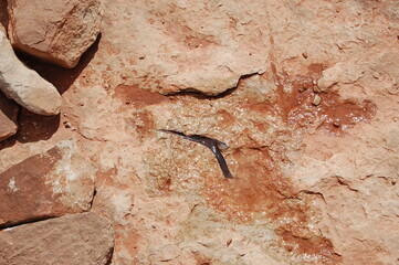 Embedded Dinosaur claw found off Highway 160, outside Tuba City, Coconino County, northern Arizona.