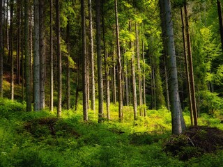 Sunny coniferous forest in the morning. Beautiful green forest in the mountains. Summer landscape. 