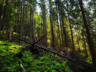 Sunny coniferous forest in the morning. Beautiful green forest in the mountains. Summer landscape. 