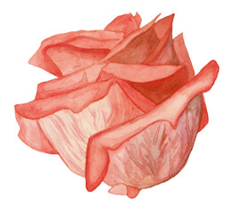 Blooming pink rose bud. Botanical delicate flowers. Handmade watercolor illustration Isolated on white background.