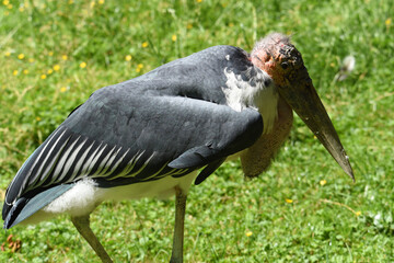 Marabu