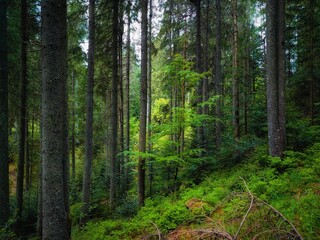 Obraz premium coniferous forest with sunshine in the morning