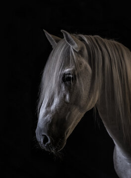 White horse on dark background