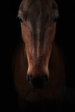 Brown horse looking at camera on black background