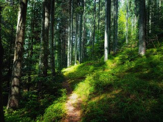 Atmospheric dense forest. Coniferous trees with moss. Beautiful summer landscape. A magical morning in nature. 