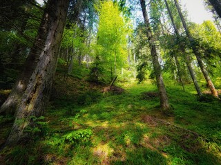 Obraz premium Atmospheric dense forest. Coniferous trees with moss. Beautiful summer landscape. A magical morning in nature. 