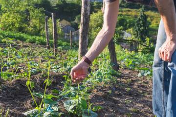 Fototapeta premium Farmer placing bean plants. Hands placing green bean sprouts.