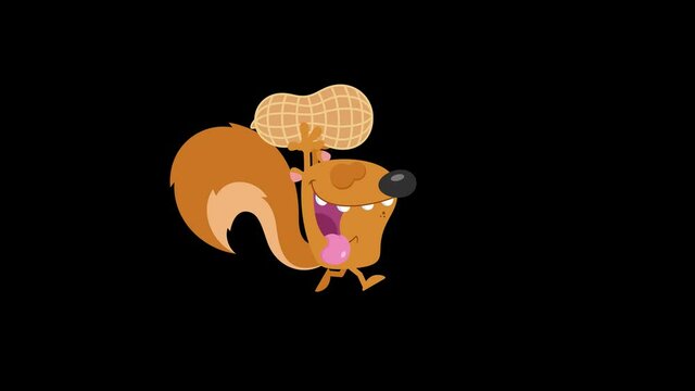 Cute Squirrel Cartoon Character Running With Peanut. 4K Animation Video Motion Graphics Without Background 