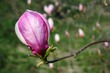 Pink magnolia blossom. Blooming magnolia in spring.