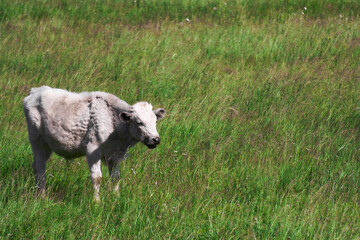 Obraz premium white calf among the grass in the meadow