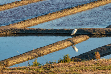 Marais salant sur l'île de Noirmoutier