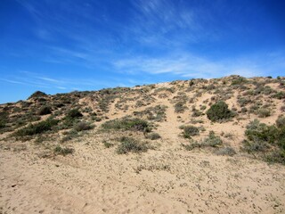 Fototapeta na wymiar sand dune with mediterranean vegetation