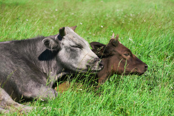 Naklejka na ściany i meble two cows in the pasture lying resting huddled together