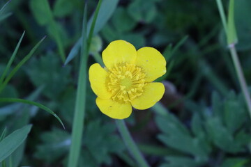 Close up Image of a Buttercup, County Durham, England, UK. - obrazy, fototapety, plakaty