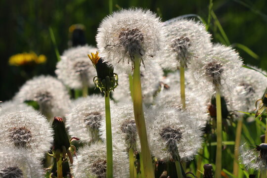 Close up Image of a bunch of 
Taraxacum or Dandelion seed heads, County Durham, England, UK.