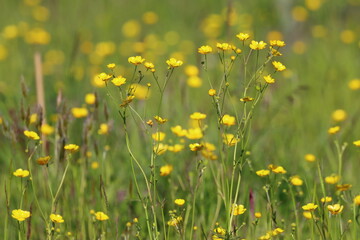 A Meadow full of Buttercups in a Nature Reserve, County Durham, England, UK.