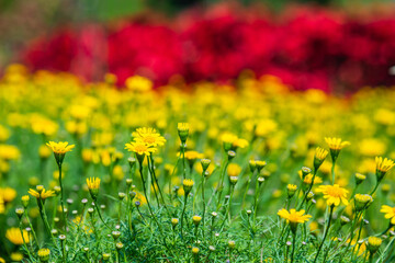 Field of beauty yellow Dahlberg daisy in the garden. Beautiful blooming flowers fields background in spring season. Flower Wallpaper background