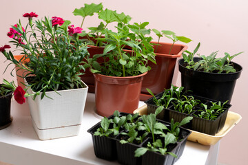 Fototapeta na wymiar background of flora pot plants at home, domestic gardening concept